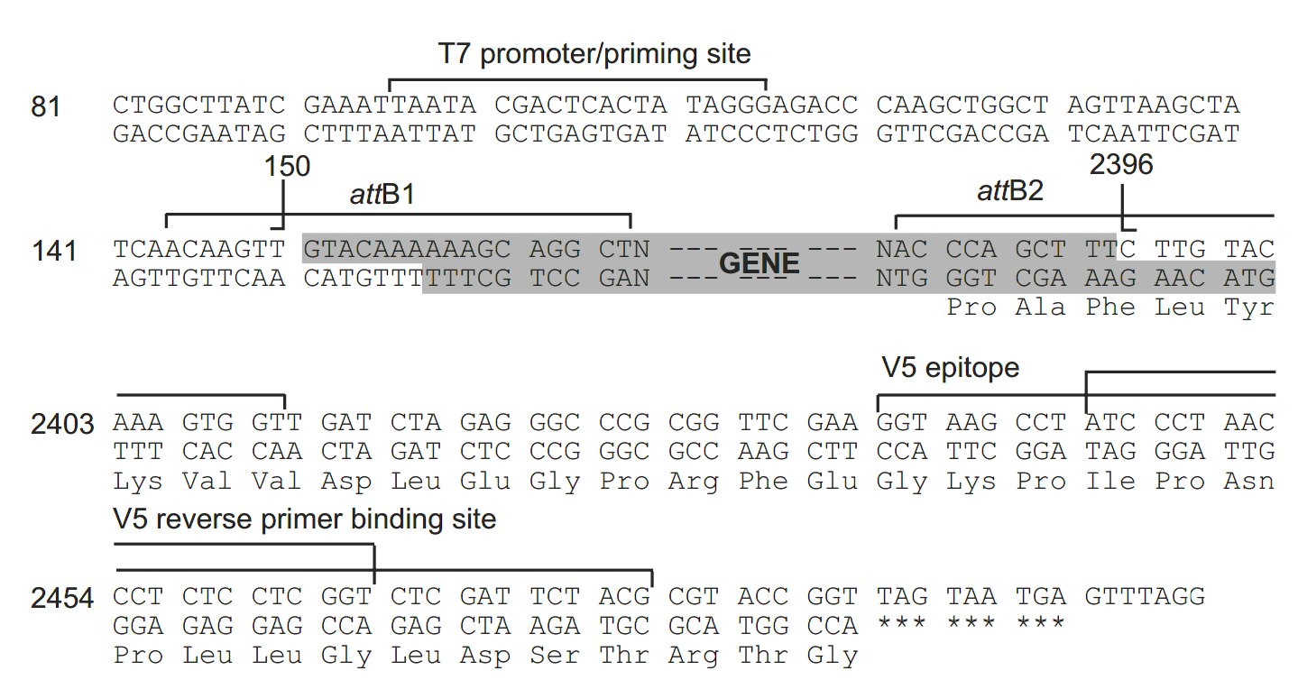 pcDNA6.2-V5-PL-DEST 多克隆位点 点击看大图 pcDNA6.2-V5-PL-DEST 多克隆位点